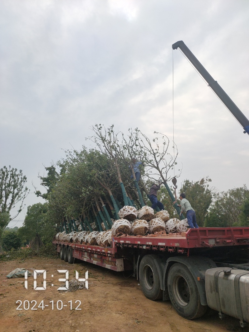 15的香樟全冠，香樟树，樟树大量供应，杆直冠好