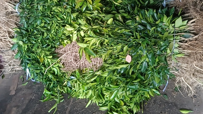 椪柑苗