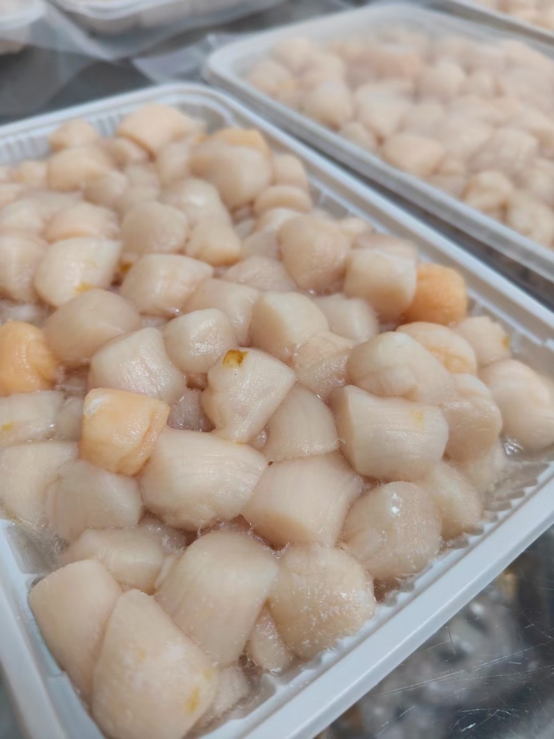 精品原浆大颗粒鲜贝丁