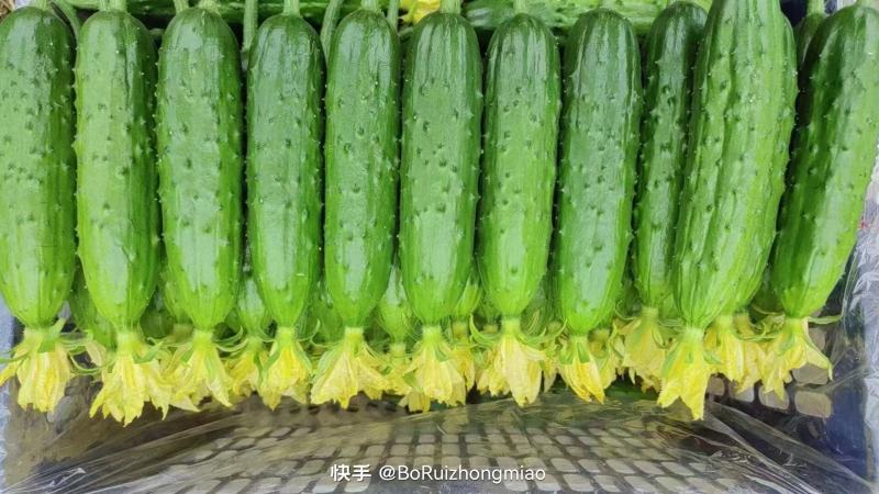 绥中旱黄瓜产地0.5