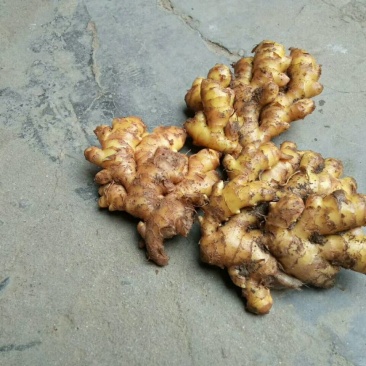 生姜批发我自己的货