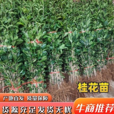 桂花苗，八月桂花，品种保证，质量可靠，现挖现发，保湿发货