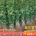 桂花苗，八月桂花，品种保证，质量可靠，现挖现发，保湿发货