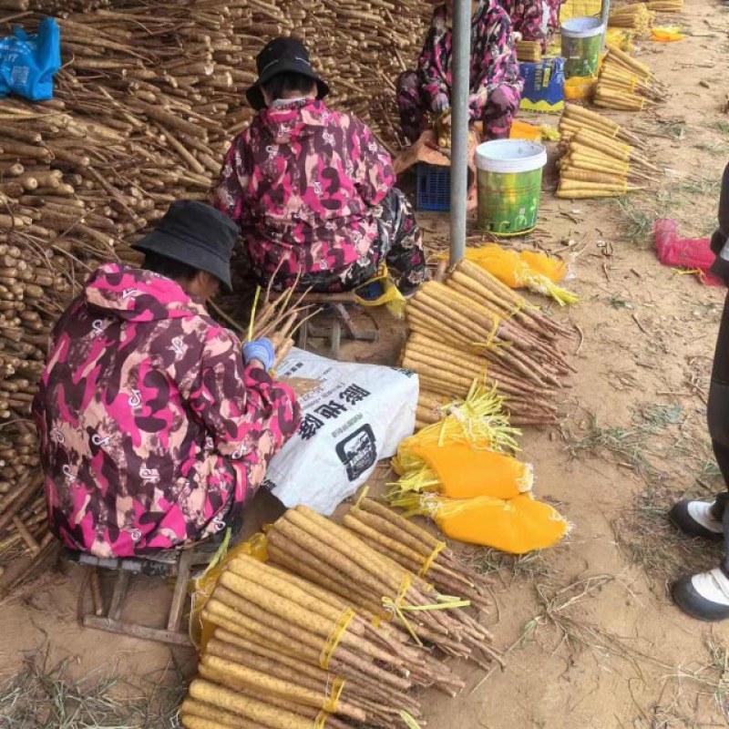 紫药二三路