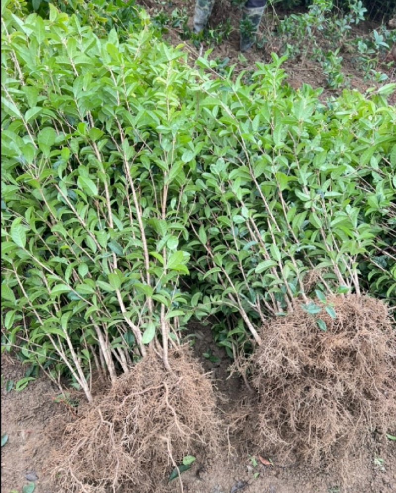 桂花苗，八月桂花，品种保证，质量可靠，现挖现发，保湿发货