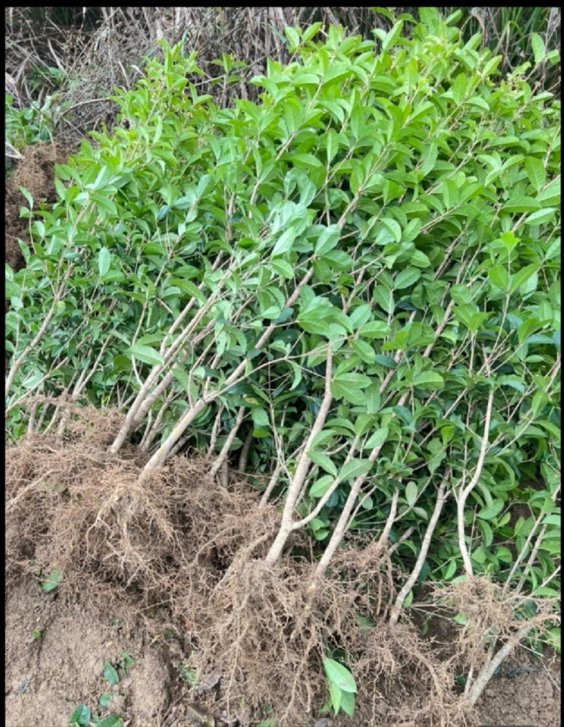 桂花苗，八月桂花，品种保证，质量可靠，现挖现发，保湿发货
