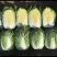 白菜大白菜黄心大白菜