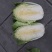 白菜大白菜黄心大白菜