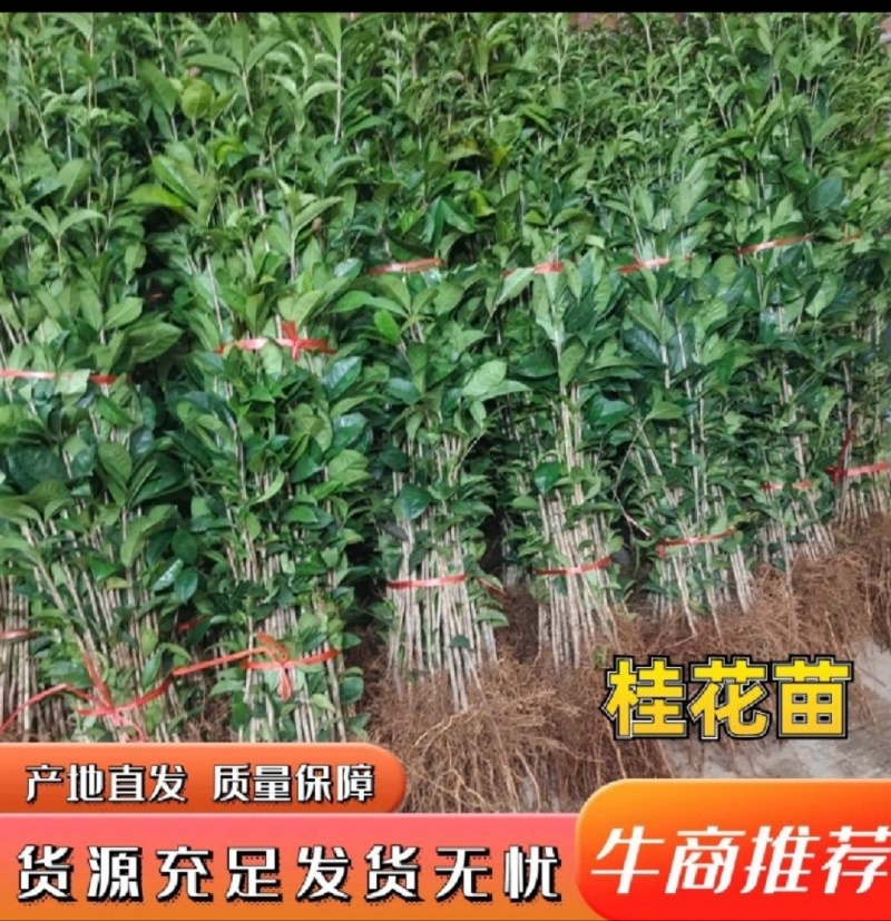 桂花苗，八月桂花，品种保证，质量可靠，现挖现发，保湿发货