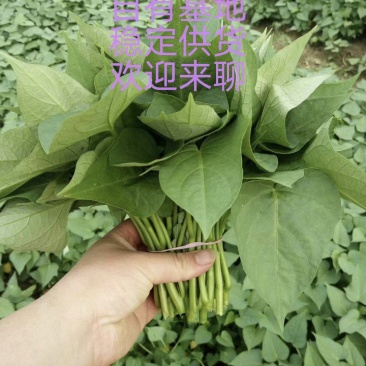 薯尖，番薯叶，苕尖，长期稳定有货