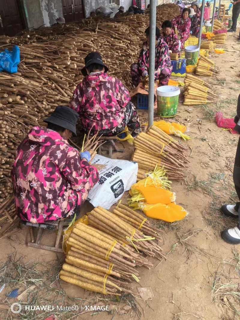 紫药二三路