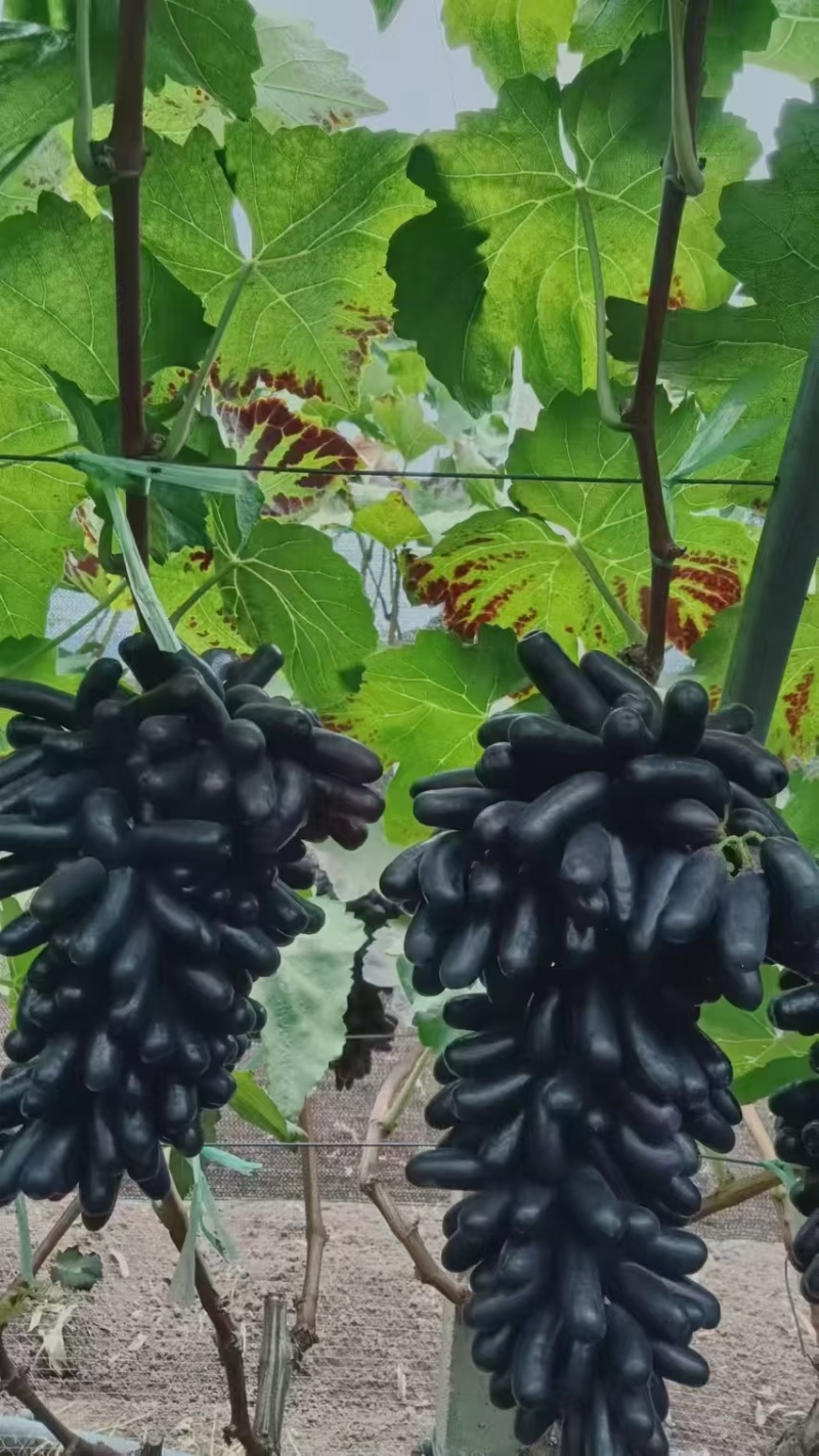 蓝宝石