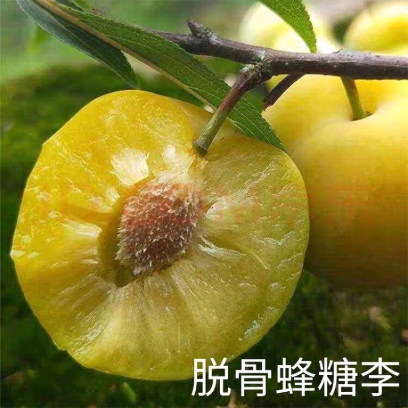 正宗蜂糖李子苗，蜂糖李嫁接苗，中晚熟品种基地直发。