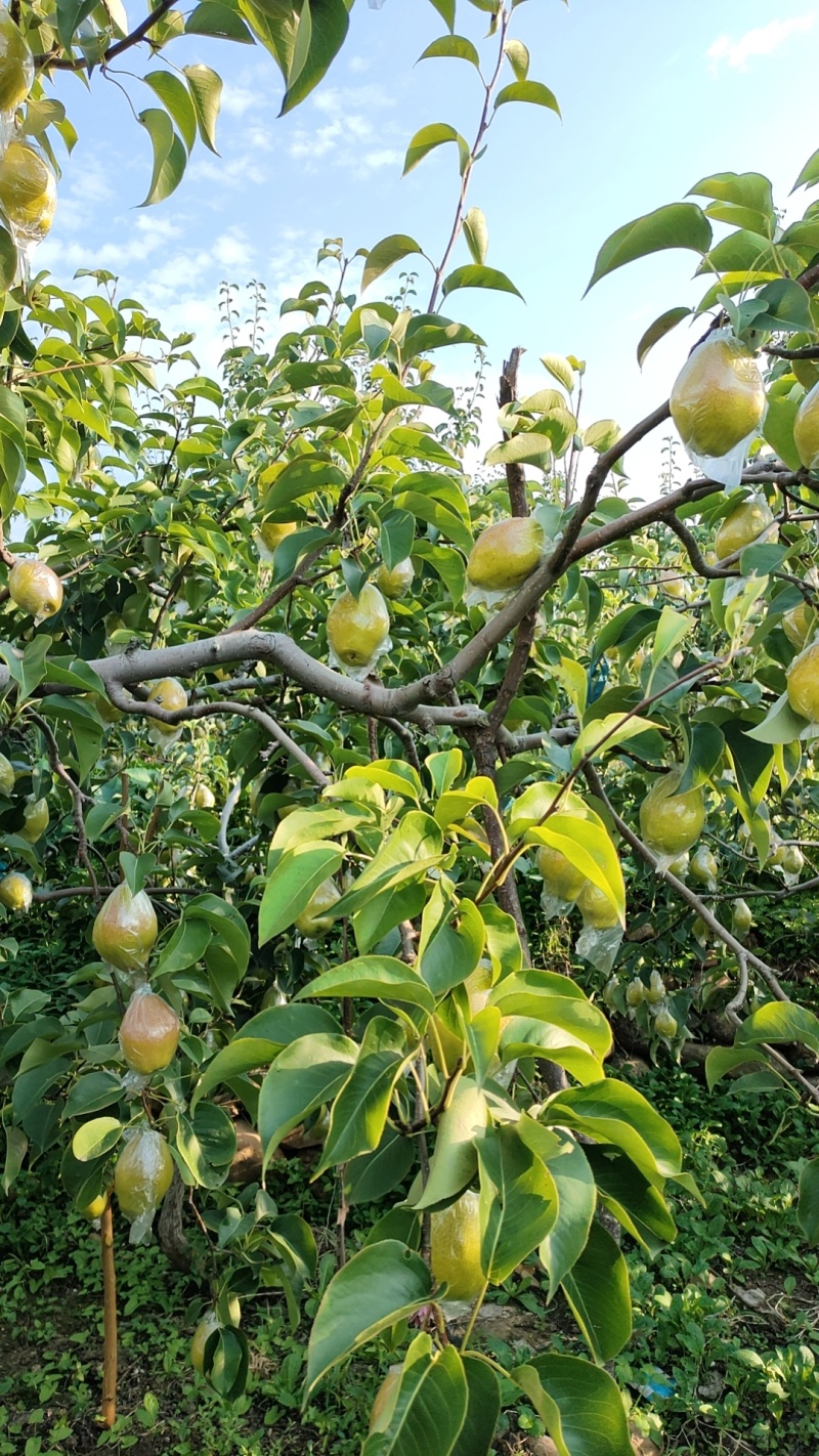 红香酥梨