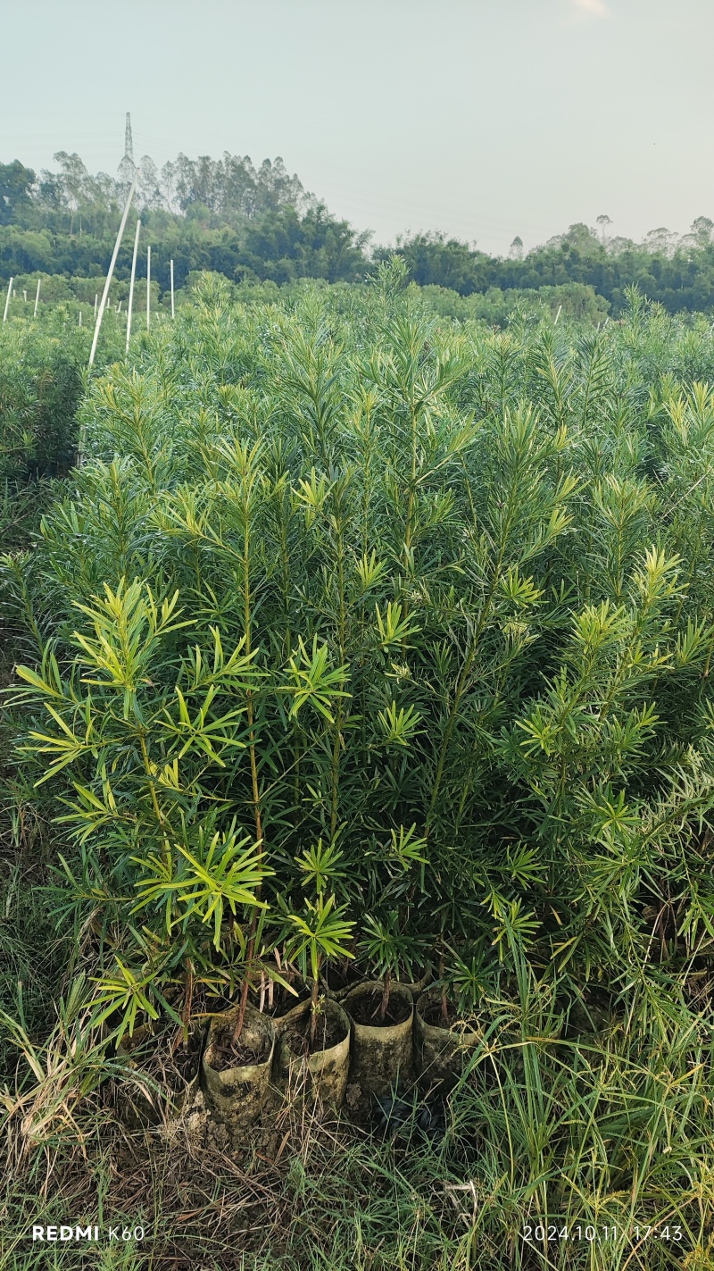 罗汉松杯苗繁育基地欢迎新老客户到场实地考察