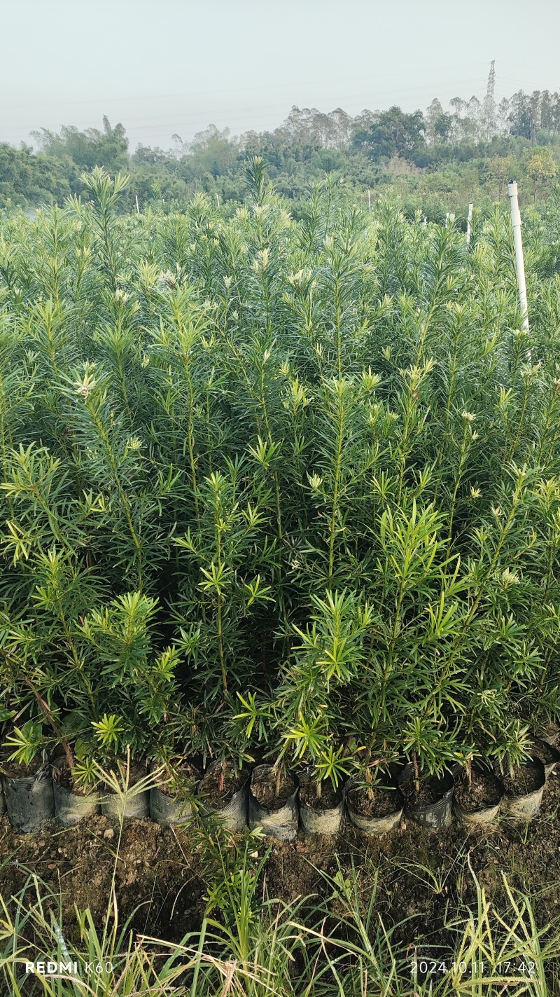 罗汉松杯苗繁育基地欢迎新老客户到场实地考察