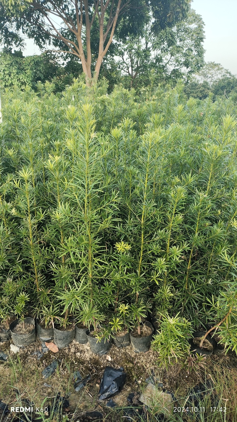 罗汉松杯苗繁育基地欢迎新老客户到场实地考察