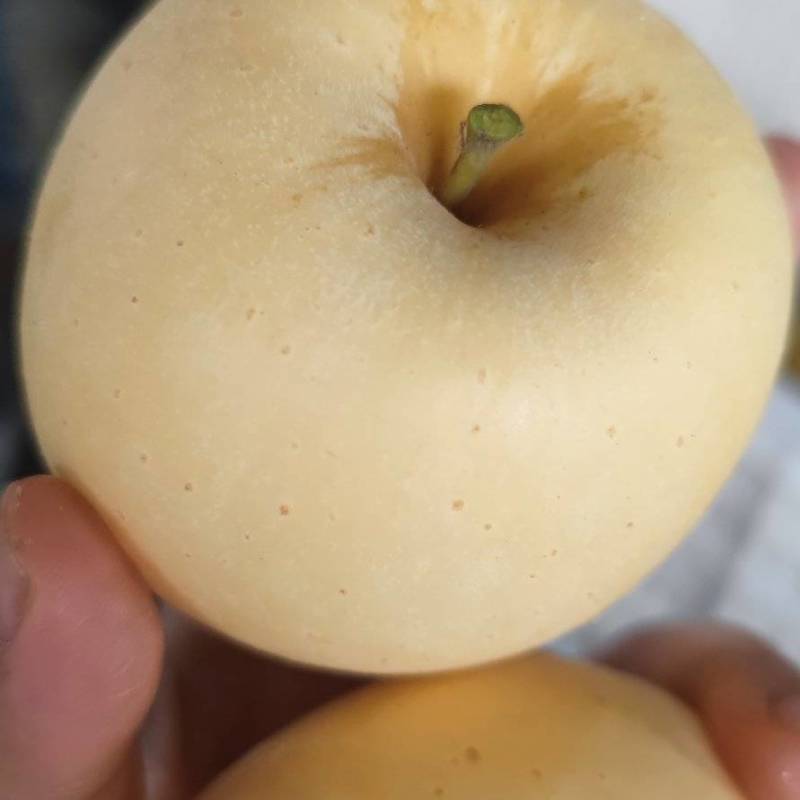 黄金维纳斯苹果表光好口感好
