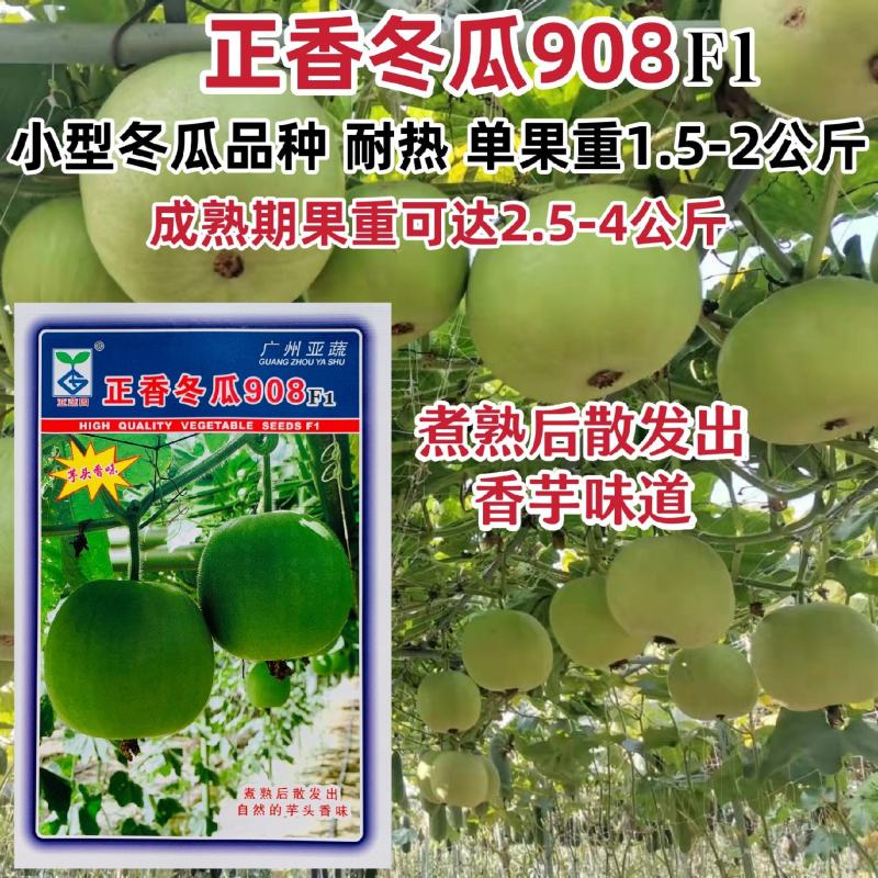 正香冬瓜908芋香冬瓜种籽小型冬瓜种子香芋味冬瓜耐热高产