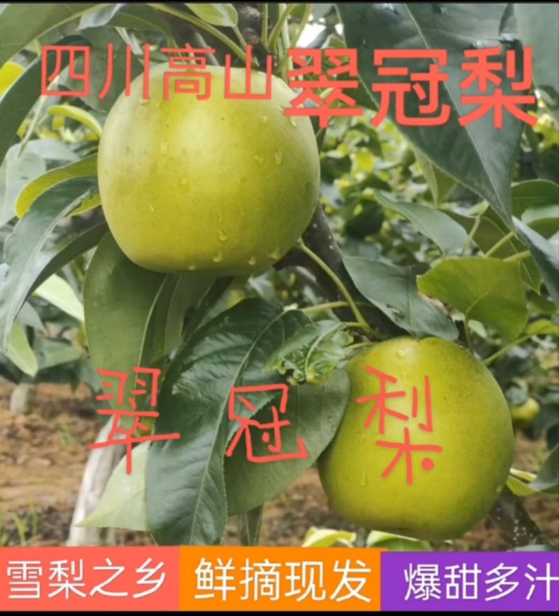 翠冠梨，嫁接翠冠梨苗，早熟品种，六月下旬成熟一手货源