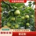翠冠梨，嫁接翠冠梨苗，早熟品种，六月下旬成熟一手货源