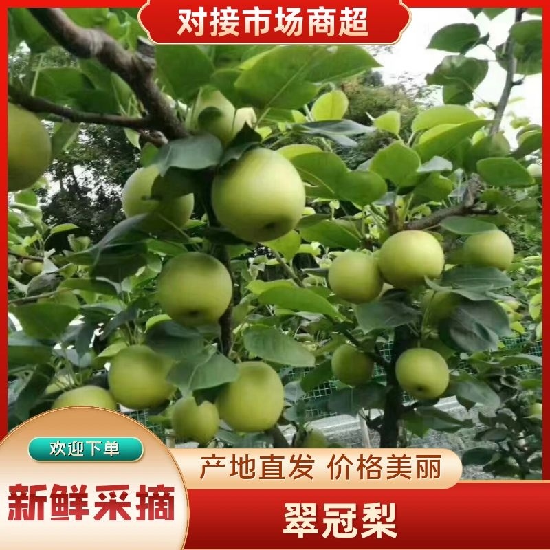 翠冠梨，嫁接翠冠梨苗，早熟品种，六月下旬成熟一手货源