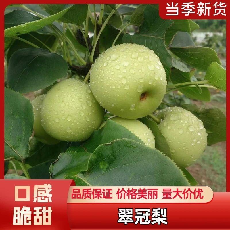 翠冠梨，嫁接翠冠梨苗，早熟品种，六月下旬成熟一手货源