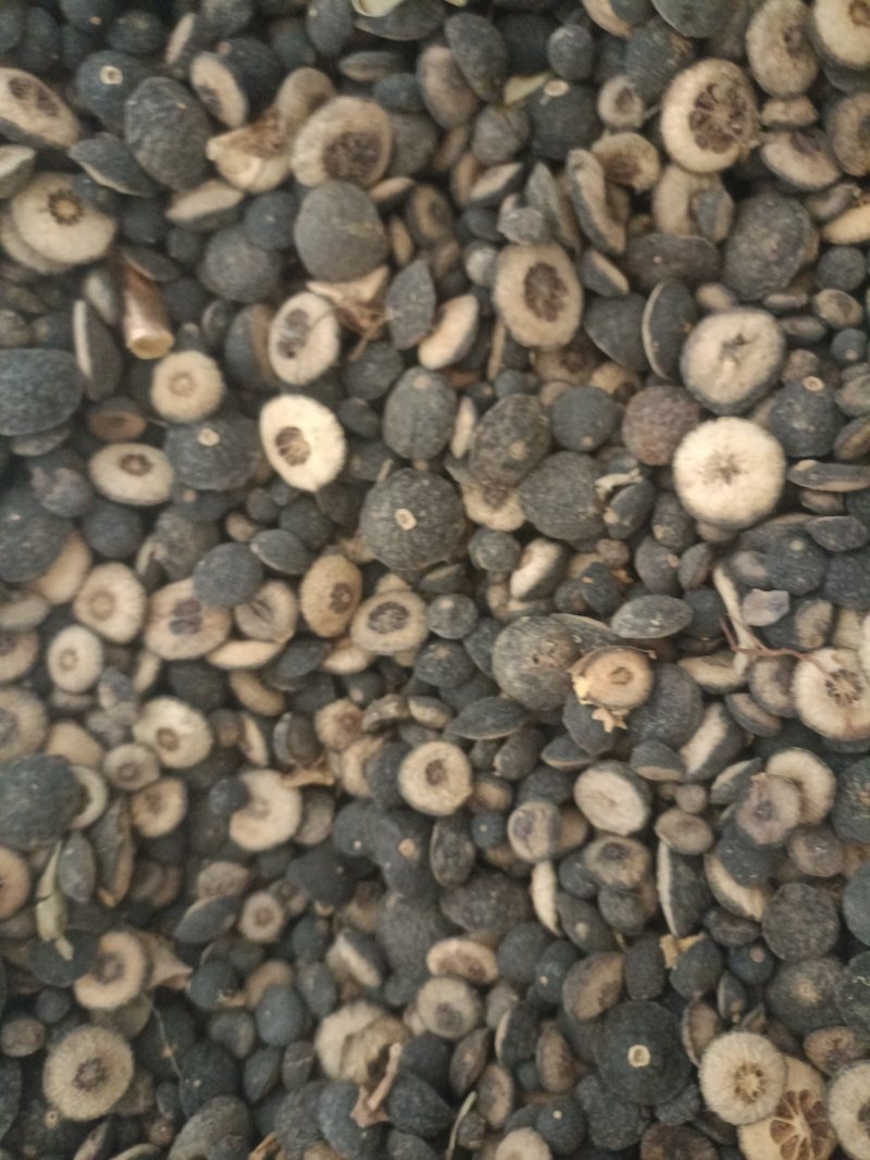 湖南益阳沅江，枳壳