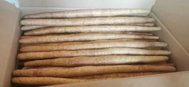 小白嘴白山药产地直发现货一手货源对接全国量大从优