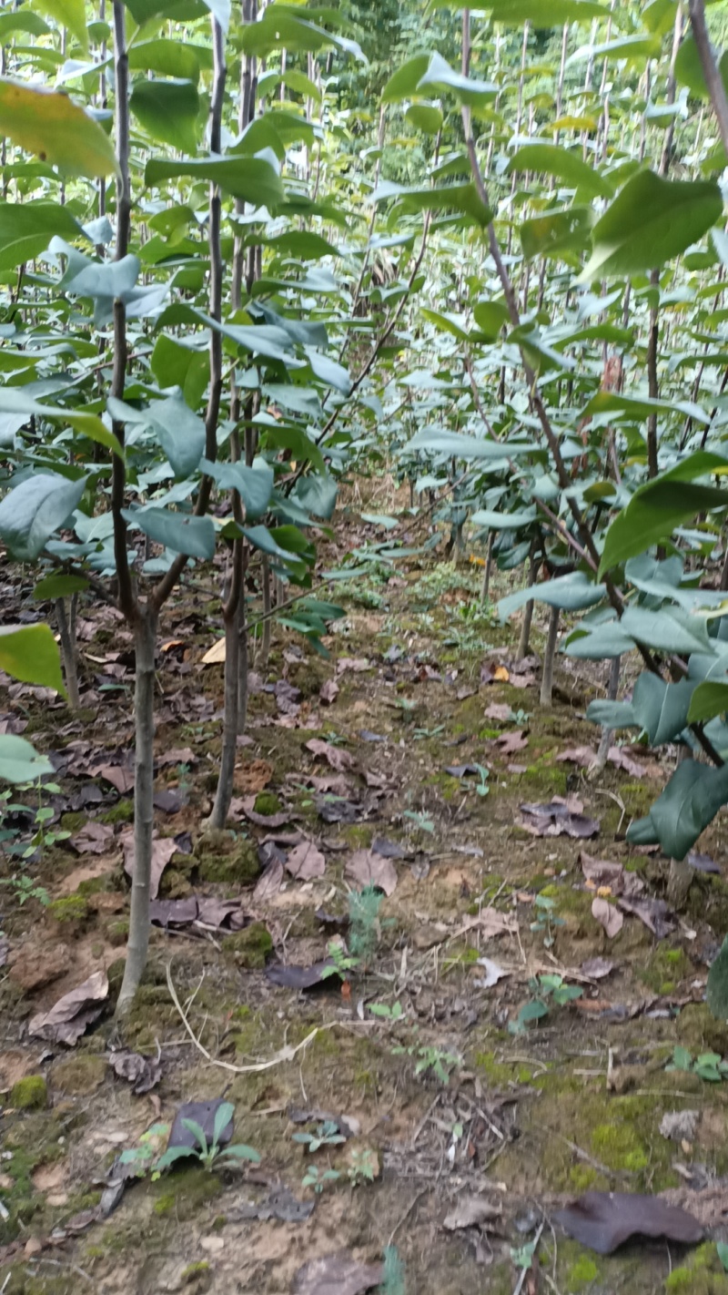 翠冠梨，嫁接翠冠梨苗，早熟品种，六月下旬成熟一手货源