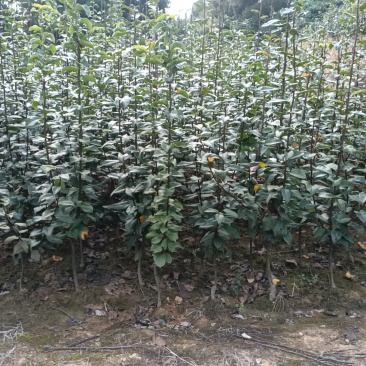 翠冠梨，嫁接翠冠梨苗，早熟品种，六月下旬成熟一手货源