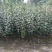 翠冠梨，嫁接翠冠梨苗，早熟品种，六月下旬成熟一手货源