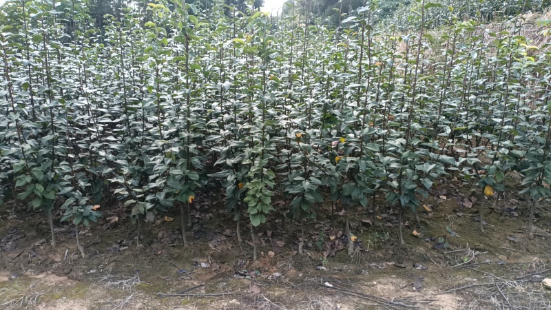 翠冠梨，嫁接翠冠梨苗，早熟品种，六月下旬成熟一手货源