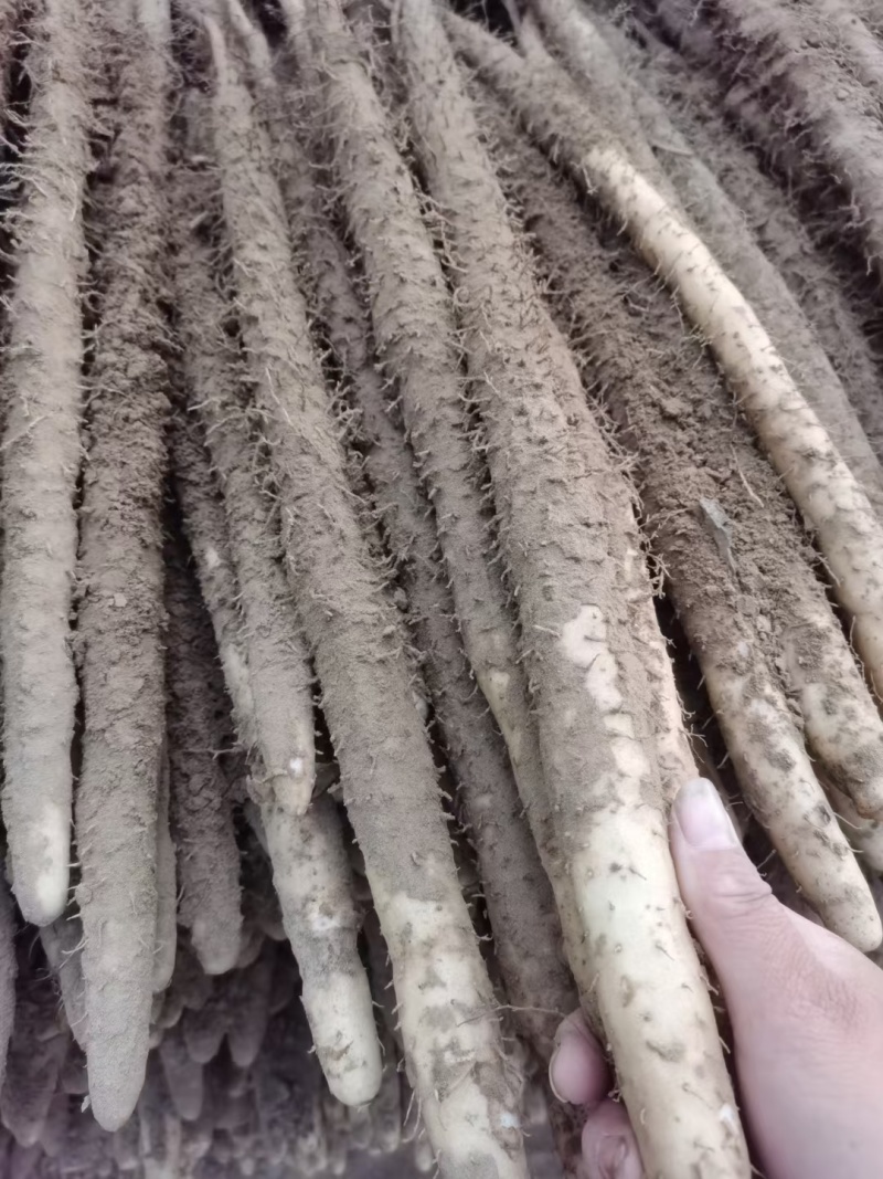 小白嘴白山药产地直发现货一手货源对接全国量大从优