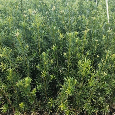 罗汉松杯苗繁育基地欢迎新老客户到场实地考察
