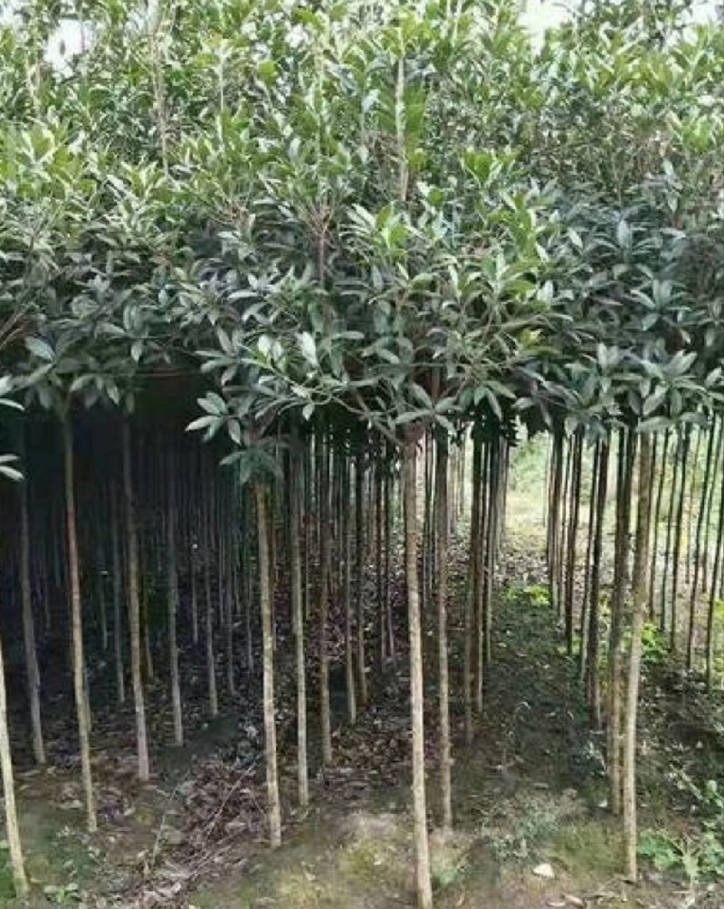 桂花苗，八月桂花，品种保证，质量可靠，现挖现发，保湿发货