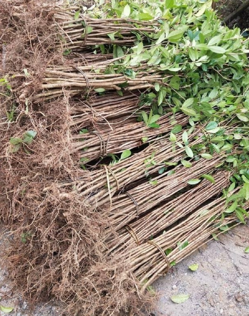 桂花苗，八月桂花，品种保证，质量可靠，现挖现发，保湿发货