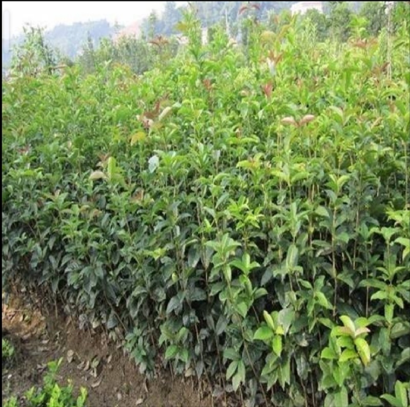 桂花苗，八月桂花，品种保证，质量可靠，现挖现发，保湿发货