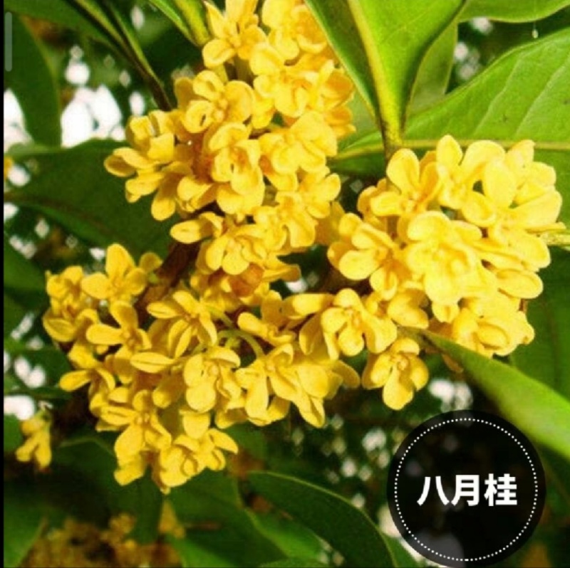 桂花苗，八月桂花，品种保证，质量可靠，现挖现发，保湿发货