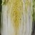 娃娃菜