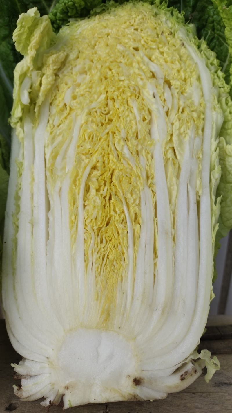 娃娃菜