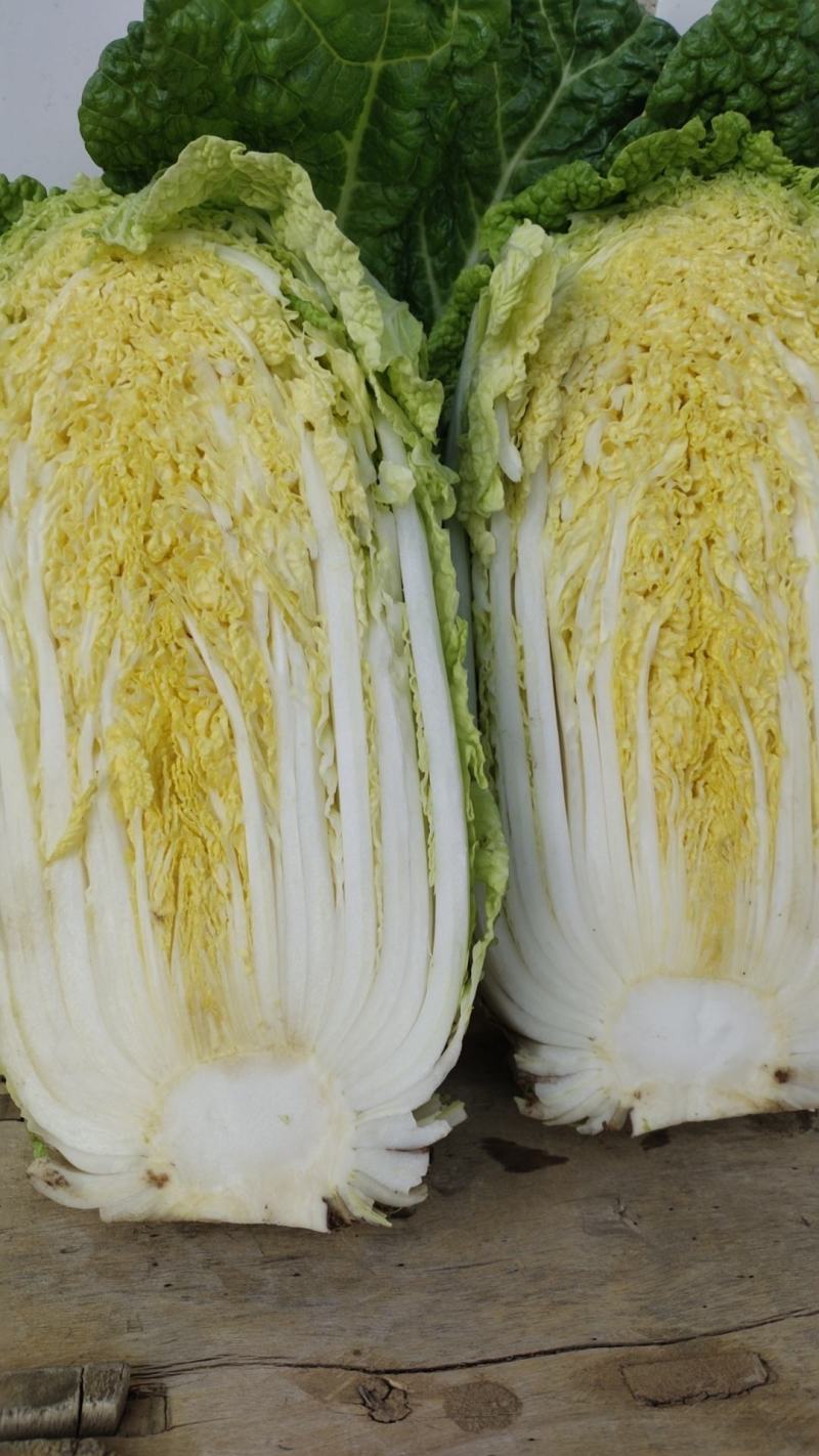娃娃菜