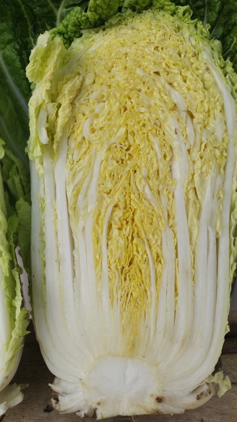 娃娃菜