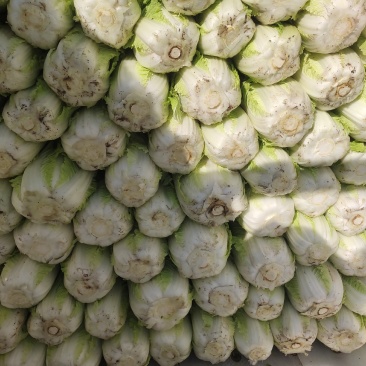 娃娃菜