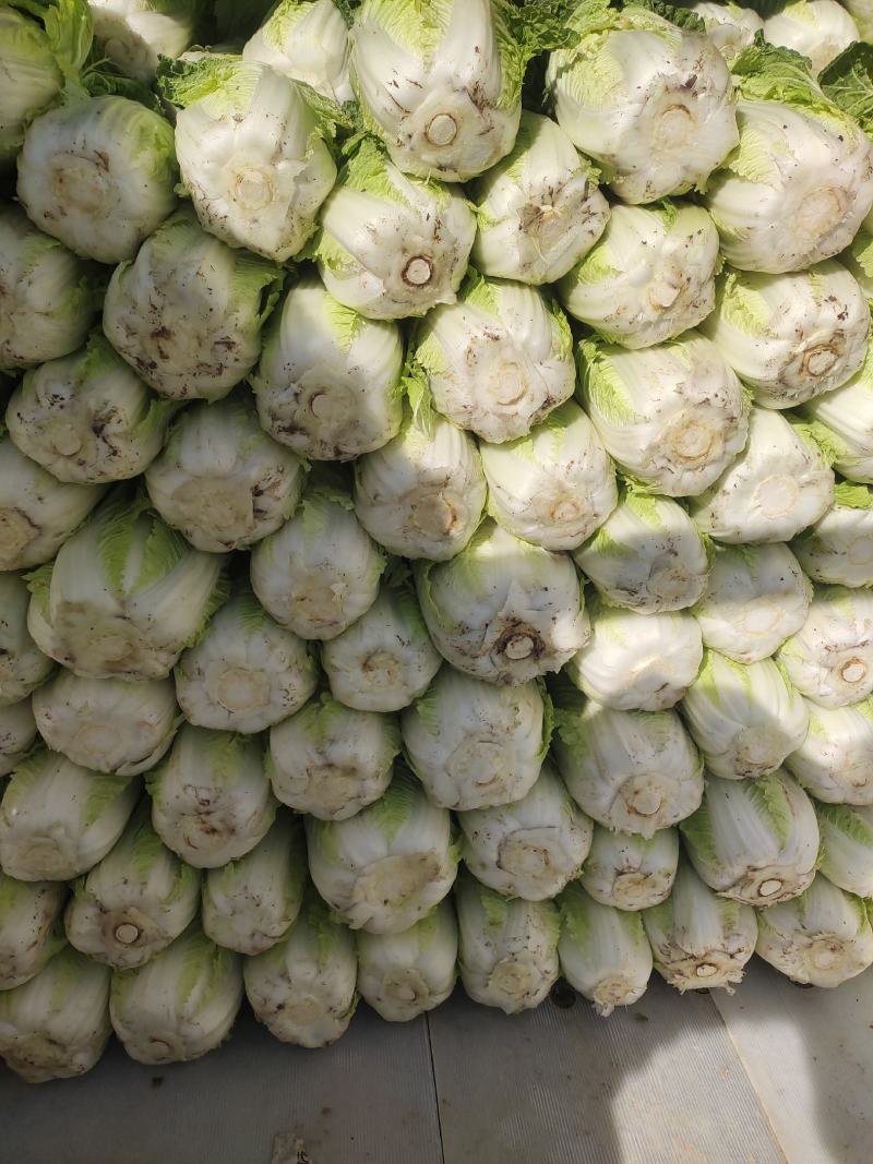 娃娃菜