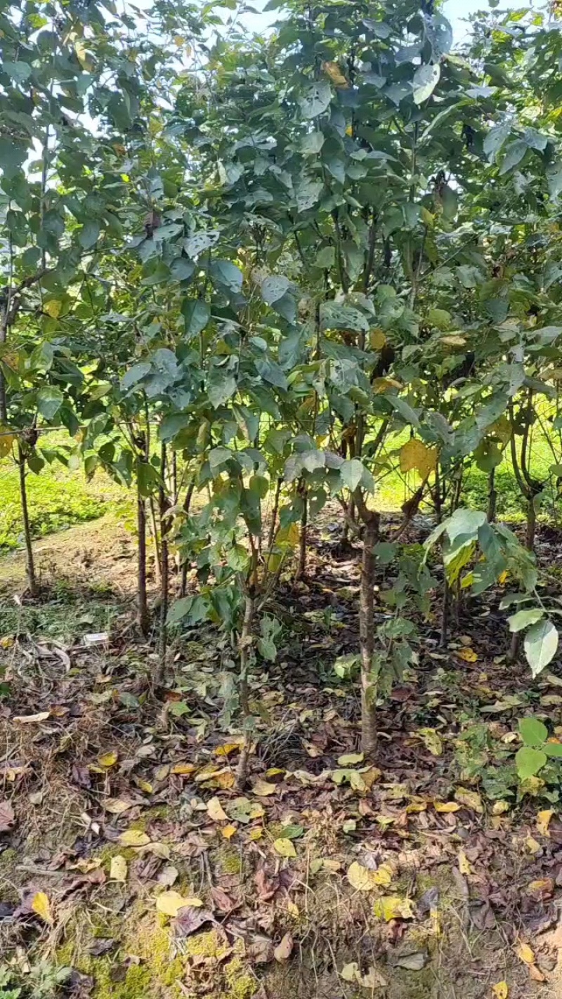 玛瑙红大樱桃苗，精品樱桃苗，量大从优，诚信经营支持视频看