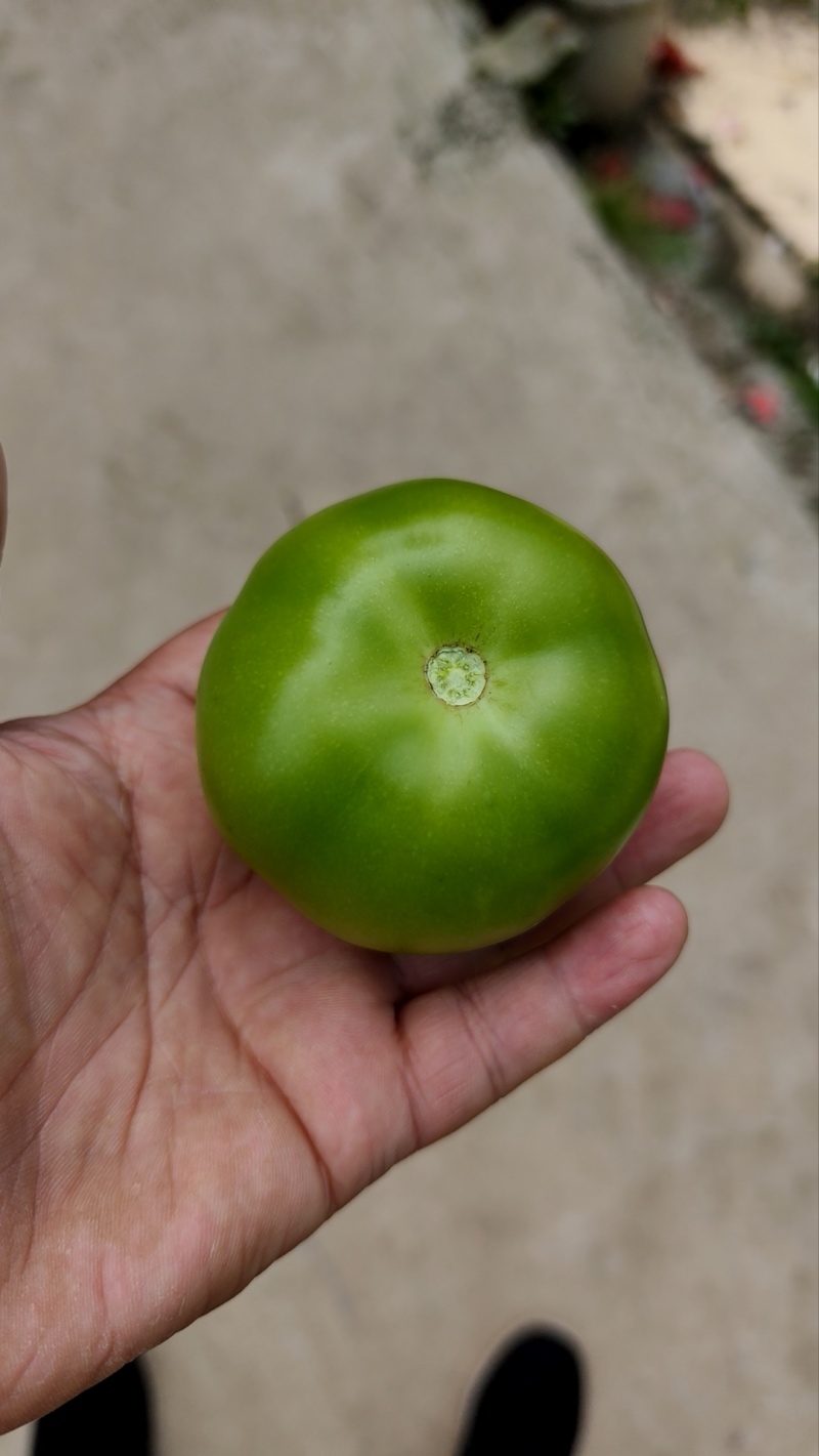 青番茄翠绿颜色纯正，一手货源，产地直发