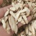 甘肃本地黄芪指甲片，产地直发，黄心，质量有保障