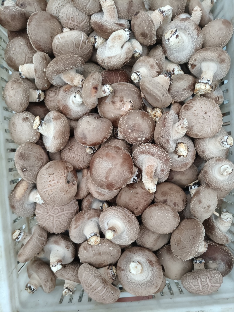 六福源香菇购销产地一手货源品质保证可视频看货