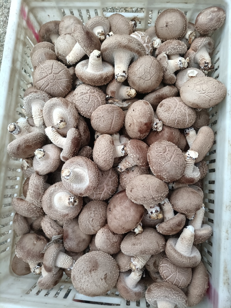 六福源香菇购销产地一手货源品质保证可视频看货